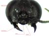 Tachysphex sp.